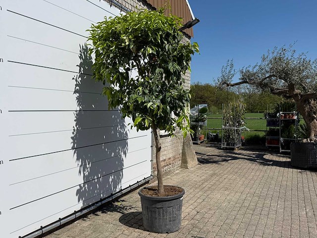 Bittersinaasappelboom - citrus aurantium - hoogte ca. 280 cm - afbeelding 5 van  6