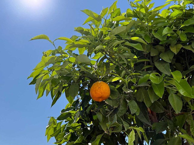 Bittersinaasappelboom - citrus aurantium - hoogte ca. 280 cm - afbeelding 6 van  6