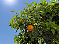 Bittersinaasappelboom - citrus aurantium - hoogte ca. 280 cm - afbeelding 6 van  6