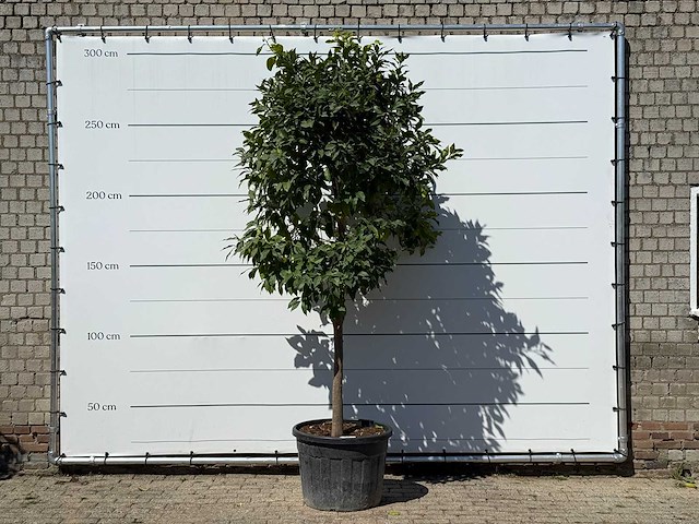 Bittersinaasappelboom - citrus aurantium - hoogte ca. 280 cm - afbeelding 1 van  3