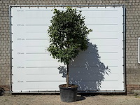 Bittersinaasappelboom - citrus aurantium - hoogte ca. 280 cm - afbeelding 1 van  3