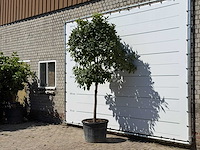 Bittersinaasappelboom - citrus aurantium - hoogte ca. 280 cm - afbeelding 2 van  3