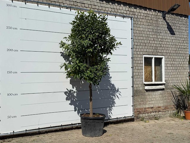 Bittersinaasappelboom - citrus aurantium - hoogte ca. 280 cm - afbeelding 3 van  3