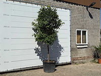 Bittersinaasappelboom - citrus aurantium - hoogte ca. 280 cm - afbeelding 3 van  3
