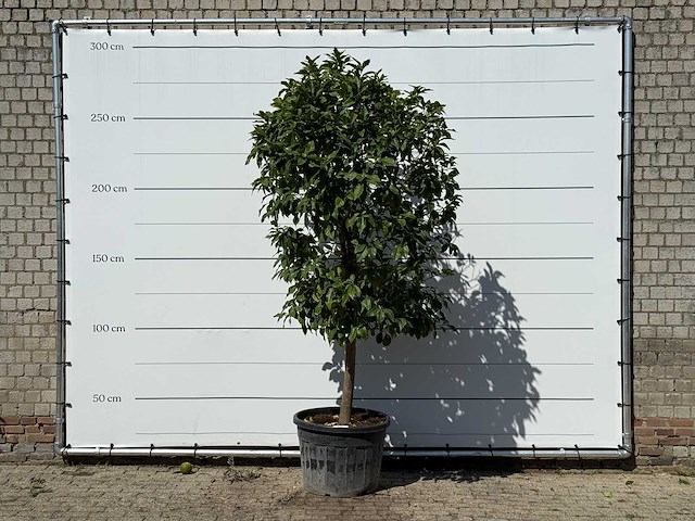 Bittersinaasappelboom - citrus aurantium - hoogte ca. 280 cm - afbeelding 1 van  1