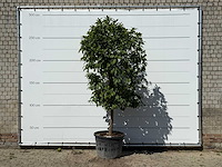 Bittersinaasappelboom - citrus aurantium - hoogte ca. 280 cm - afbeelding 1 van  1