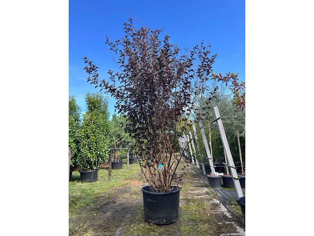 Blaasspirea, physocarpus 'diabolo', sierheester, roodbladig, ca. 250-300 cm hoog - afbeelding 1 van  2