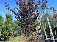 Blaasspirea, physocarpus 'diabolo', sierheester, roodbladig, ca. 250-300 cm hoog