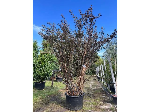 Blaasspirea, physocarpus 'diabolo', sierheester, roodbladig, ca. 250-300 cm hoog - afbeelding 1 van  2