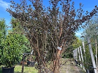 Blaasspirea, physocarpus 'diabolo', sierheester, roodbladig, ca. 250-300 cm hoog