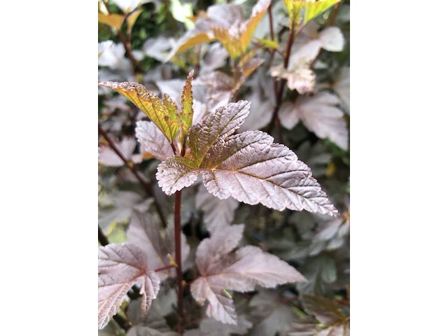 Blaasspirea, physocarpus 'diabolo', sierheester, roodbladig, ca. 250-300 cm hoog - afbeelding 2 van  2