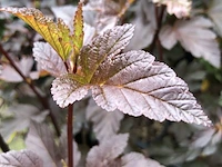 Blaasspirea, physocarpus 'diabolo', sierheester, roodbladig, ca. 250-300 cm hoog - afbeelding 2 van  2