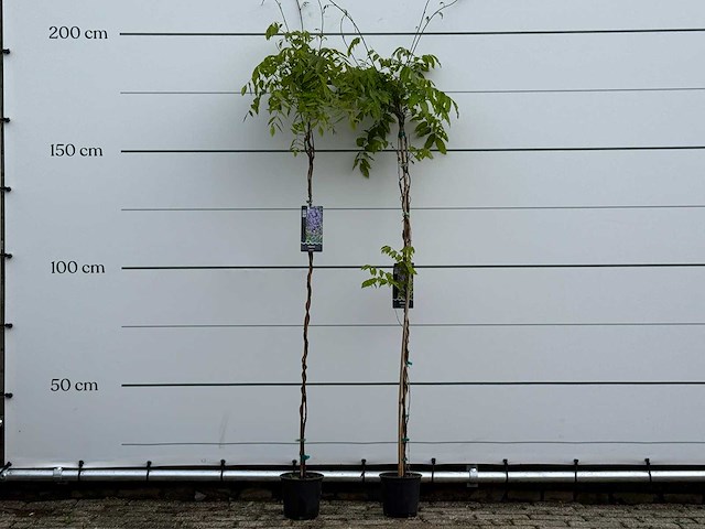 Blauwe regen - wisteria sinensis - hoogte ca. 170 cm - afbeelding 1 van  6