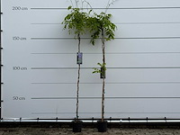 Blauwe regen - wisteria sinensis - hoogte ca. 170 cm - afbeelding 1 van  6