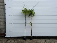 Blauwe regen - wisteria sinensis - hoogte ca. 170 cm - afbeelding 2 van  6