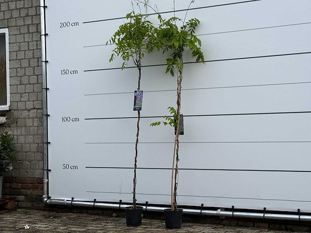 Blauwe regen - wisteria sinensis - hoogte ca. 170 cm - afbeelding 3 van  6