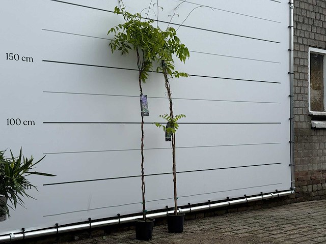 Blauwe regen - wisteria sinensis - hoogte ca. 170 cm - afbeelding 4 van  6