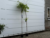 Blauwe regen - wisteria sinensis - hoogte ca. 170 cm - afbeelding 4 van  6
