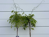 Blauwe regen - wisteria sinensis - hoogte ca. 170 cm - afbeelding 5 van  6