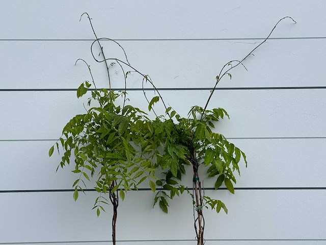 Blauwe regen - wisteria sinensis - hoogte ca. 170 cm - afbeelding 6 van  6