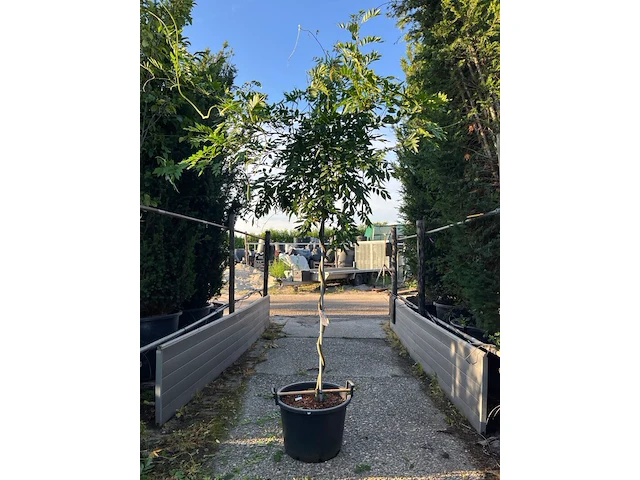 Blauweregen, wisteria 'prolific', dakvorm, blauwe bloei, ca. 2.5 m hoog - afbeelding 1 van  2