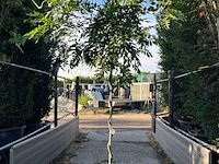 Blauweregen, wisteria 'prolific', dakvorm, blauwe bloei, ca. 2.5 m hoog