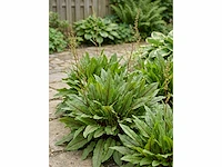 Bloedzuring rumex - planten met pot (120x)