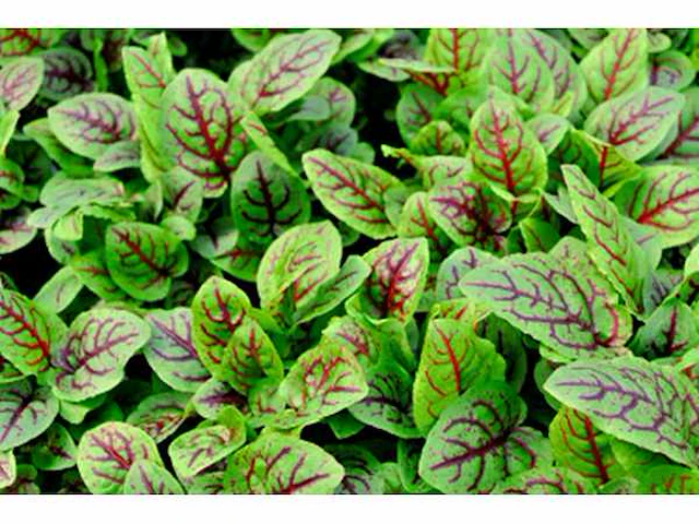Bloedzuring rumex - planten met pot (120x) - afbeelding 2 van  2