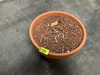 Bloempot - flower pot (8x) - afbeelding 2 van  3