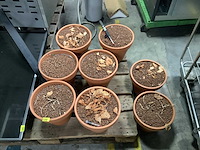 Bloempot - flower pot (8x) - afbeelding 3 van  3