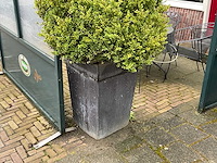 Bloempot met plant (2x) - afbeelding 1 van  2