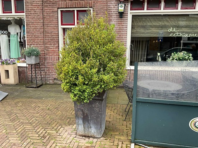 Bloempot met plant (2x) - afbeelding 2 van  2