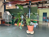 Bloempot met plant - afbeelding 1 van  6