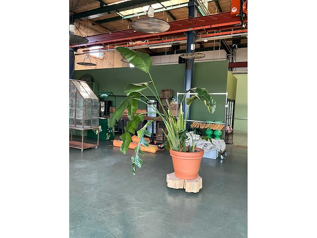 Bloempot met plant - afbeelding 2 van  6