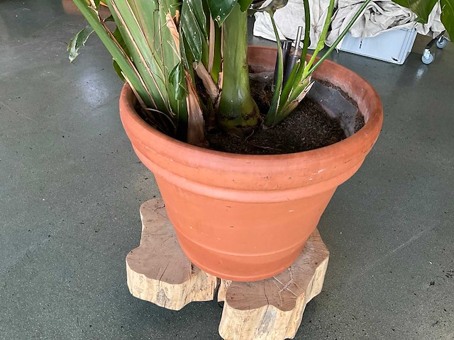 Bloempot met plant - afbeelding 4 van  6
