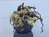 Bloempot met wijnranken en kunstorchidee