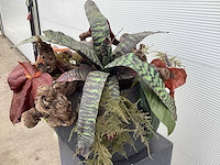 Bloempot met wijnranken en kunstorchidee - afbeelding 2 van  3