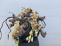 Bloempot met wijnranken en kunstorchidee - afbeelding 2 van  3