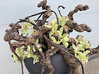 Bloempot met wijnranken en kunstorchidee - afbeelding 2 van  3