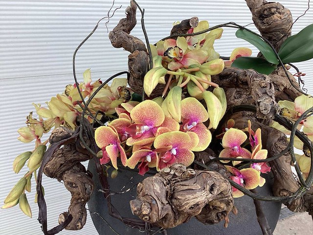 Bloempot met wijnranken en kunstorchidee - afbeelding 3 van  4