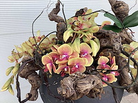 Bloempot met wijnranken en kunstorchidee - afbeelding 3 van  4