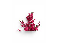 Bloesem boom (2x) - afbeelding 5 van  6