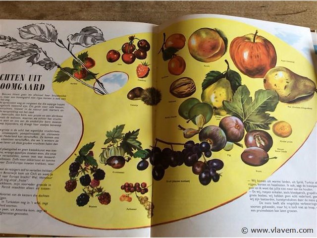 Boek : divers de natuur / planten - afbeelding 3 van  4