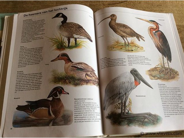 Boek : divers de natuur / planten - afbeelding 4 van  4