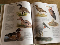 Boek : divers de natuur / planten - afbeelding 4 van  4