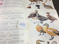 Boek vogels 2stuks - afbeelding 2 van  2