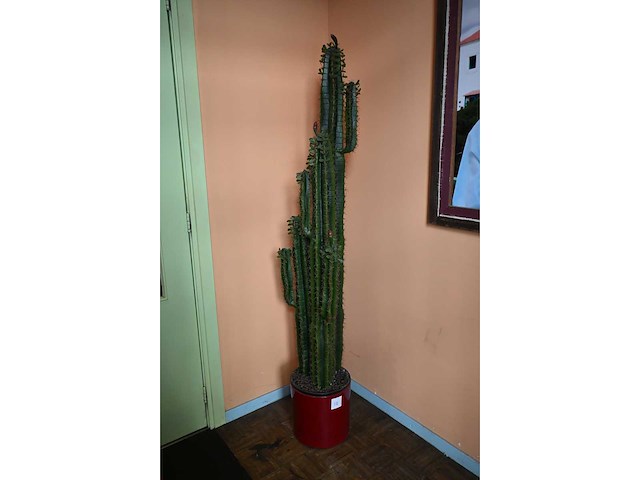 Boelens - kunst cactus - afbeelding 2 van  3