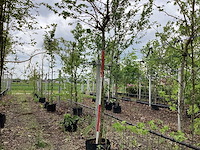 Bol amberboom - bolboom - afbeelding 1 van  3