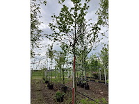 Bol amberboom - bolboom - afbeelding 2 van  3
