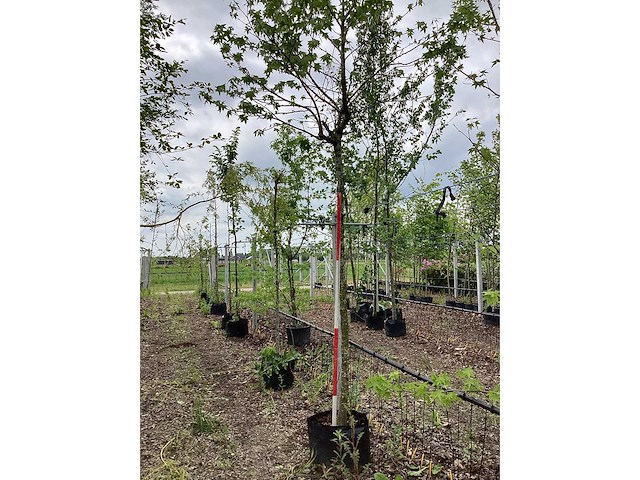 Bol amberboom - bolboom - afbeelding 3 van  3